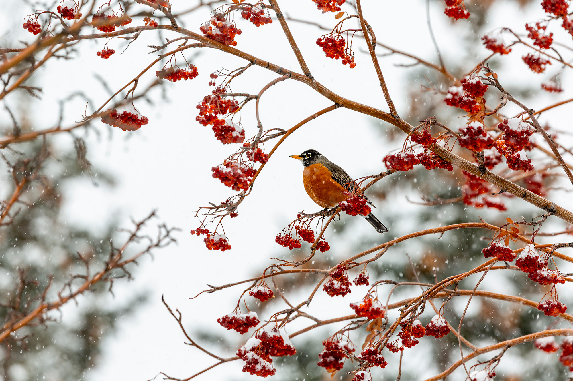 February Events in Ann Arbor, Ypsilanti, and Beyond